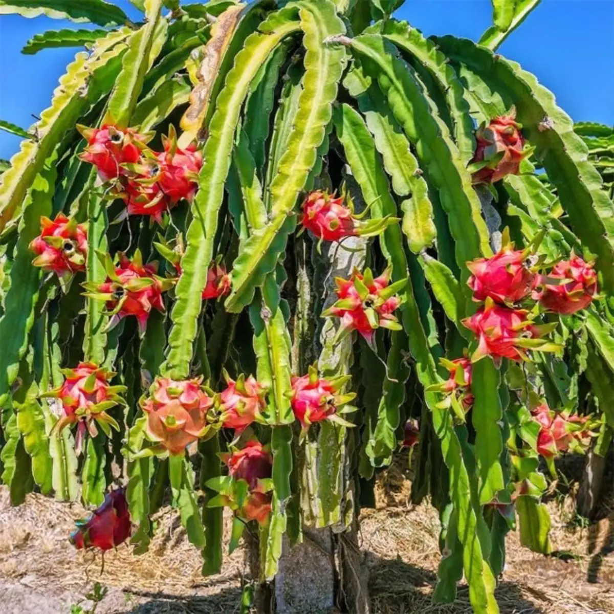 Buah naga tumbuh di kaktus.