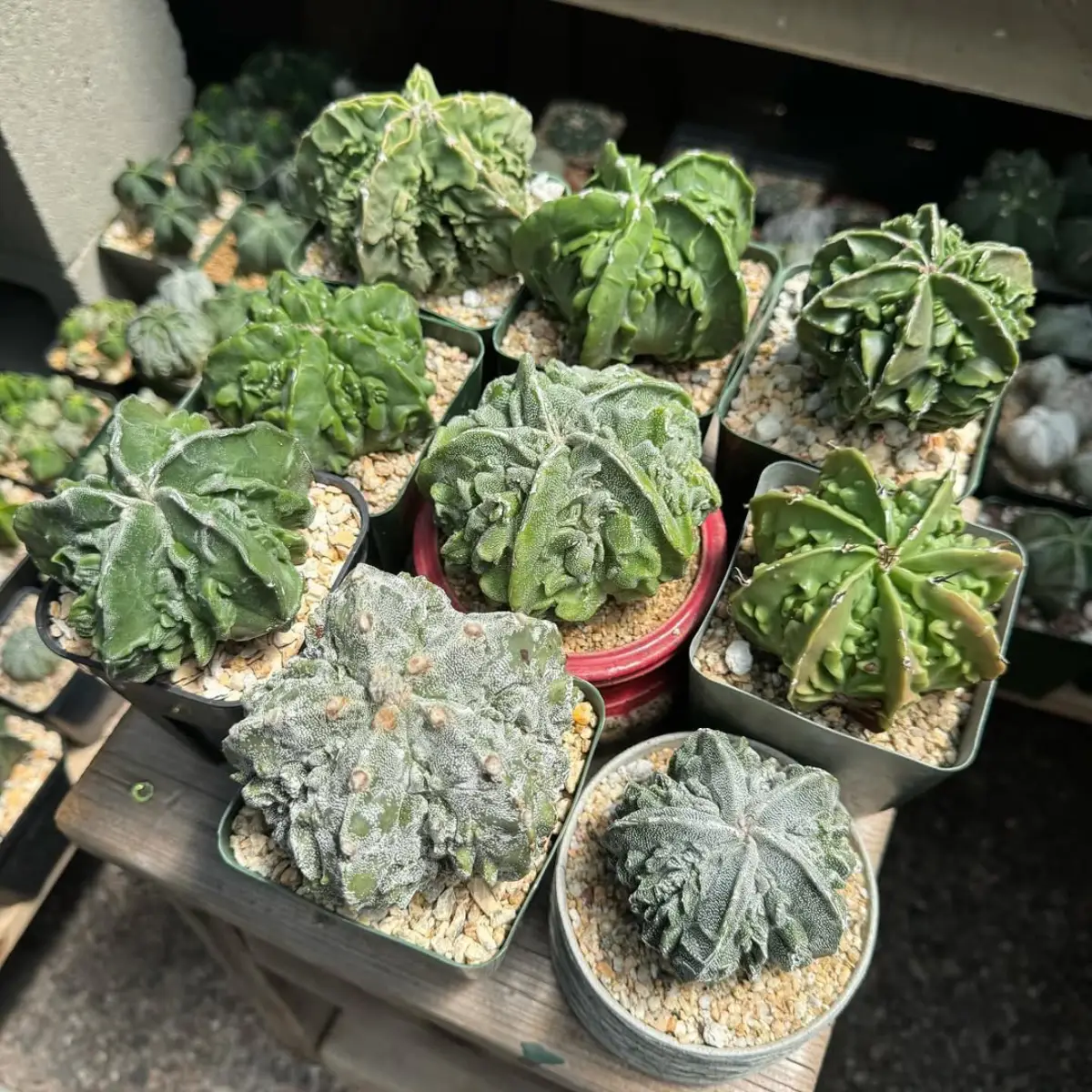 Beberapa kaktus jenis Astrophytum myriostigma dengan bentuk unik yang berbeda.