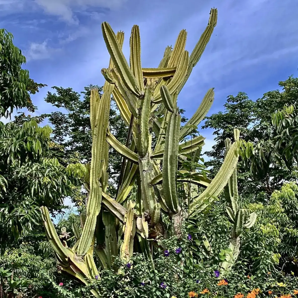 Kaktus jenis Cereus hildmannianus tumbuh tinggi dengan cabang banyak.