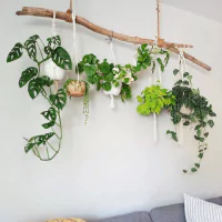Berbagai jenis tanaman hias indoor yang digantung.