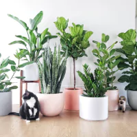 Berbagai tanaman hias indoor di dalam rumah dan 2 ekor kucing.