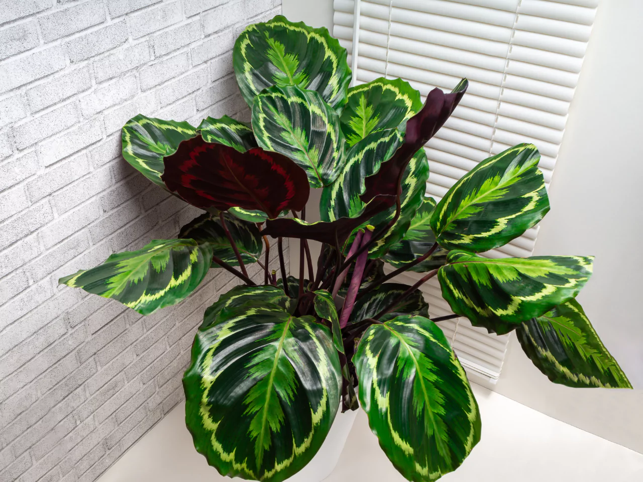 Calathea dengan daun berwarna hijau tua.