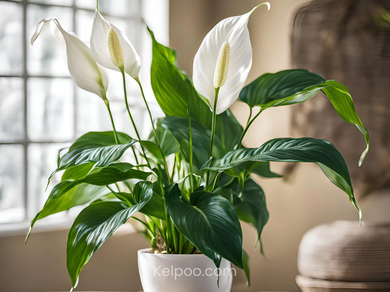 Tanaman hias Peace Lily.