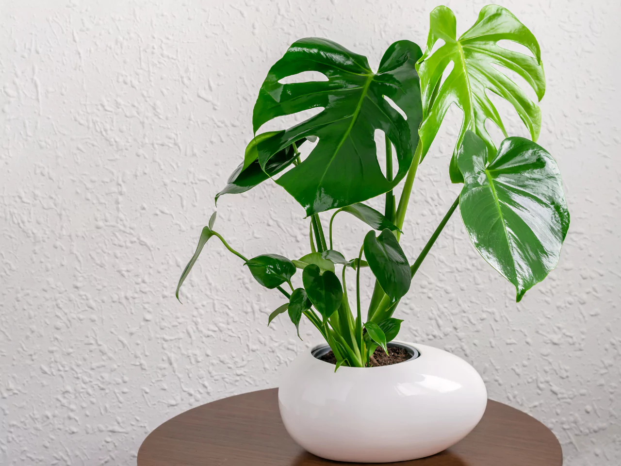 Tanaman hias Monstera Deliciosa.