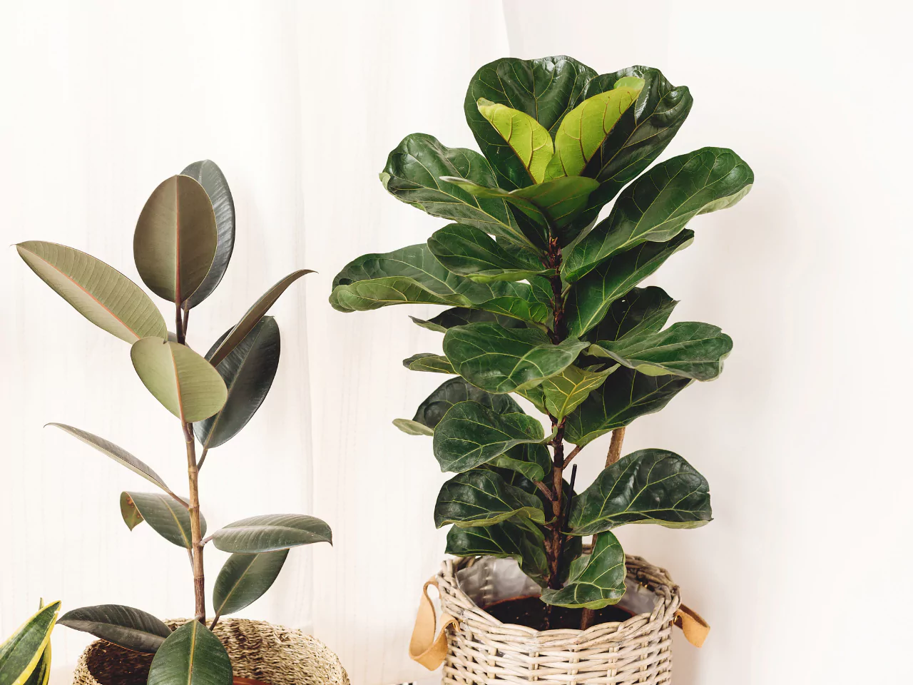 Tanaman hias Fiddle-Leaf Fig.